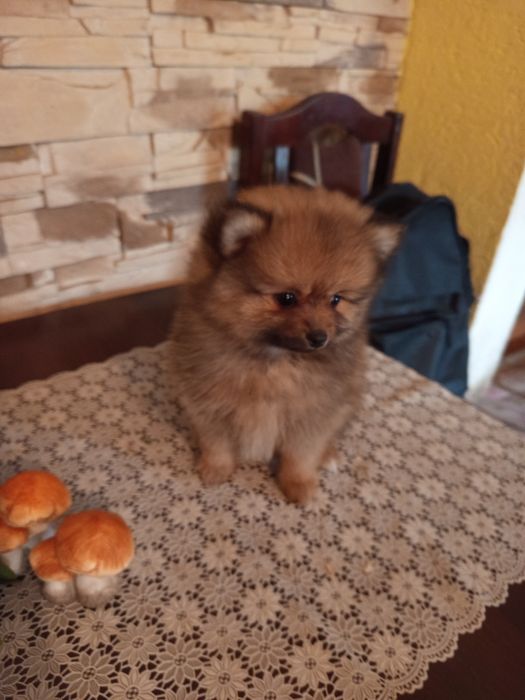 Szpic miniaturowy pomeranian