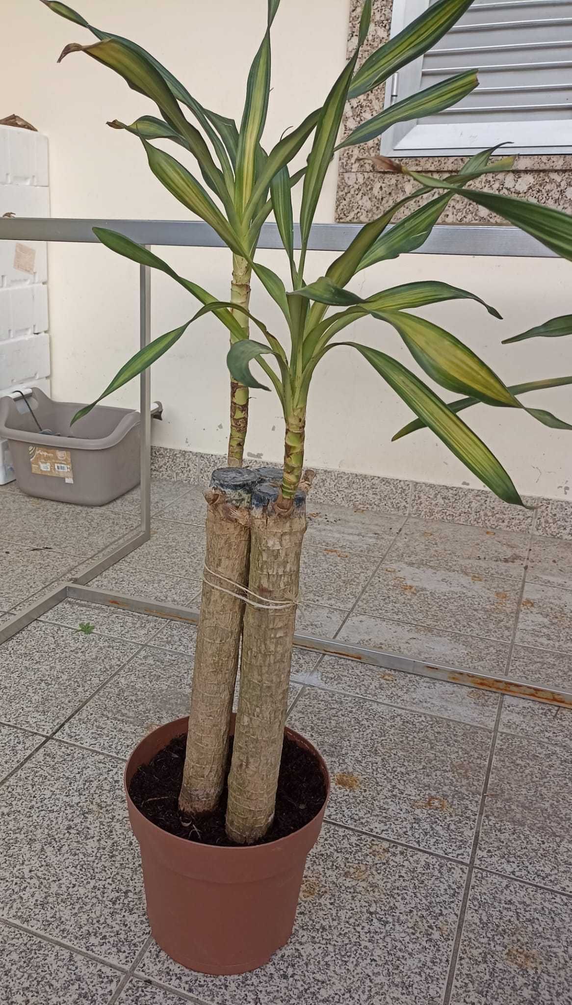 Vendo Plantas de interior- Dracaena (Dracaena riki)