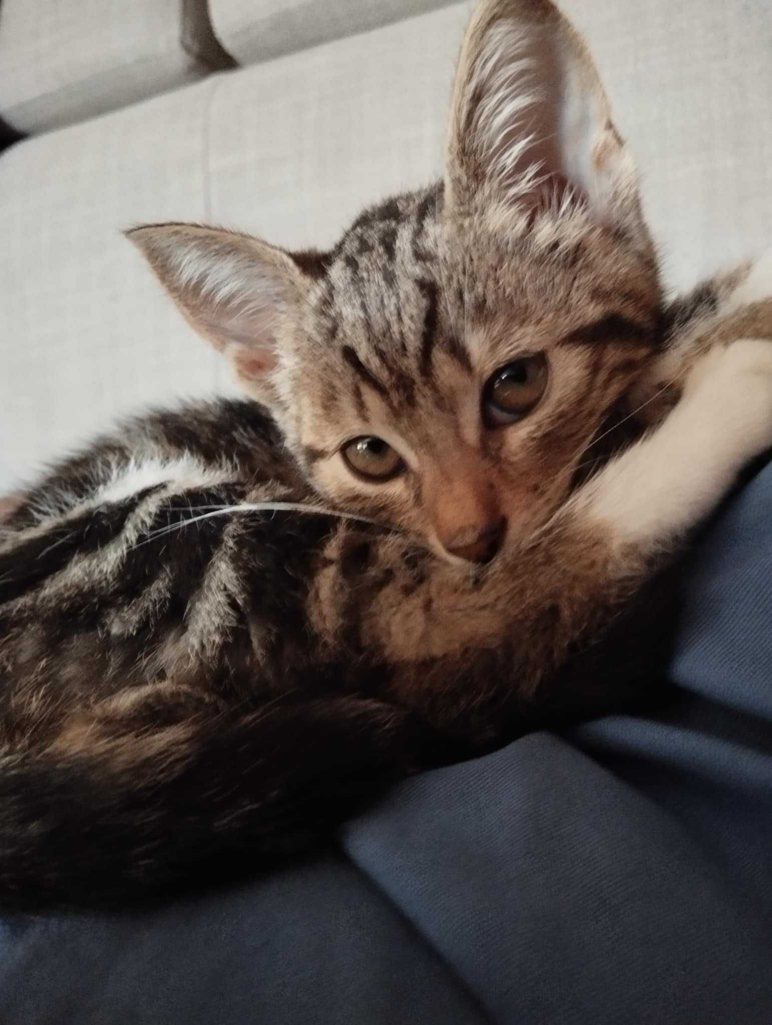 Marty mały kocurek do adopcji