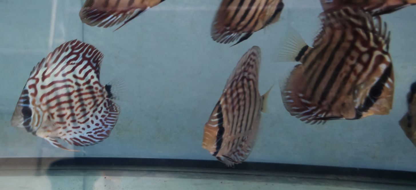 Pack 10 discus variados 8 a 12 cm