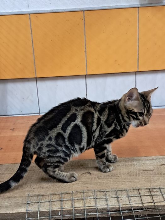 Kotek bengalskie gotowy na zmianę domu