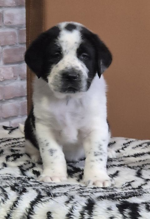 Owczarek Środkowoazjatycki