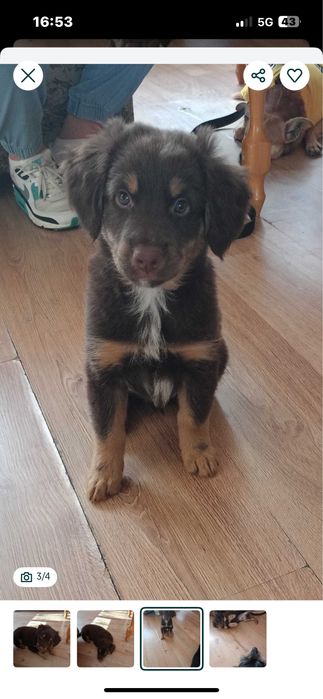 Piesek do adopcji