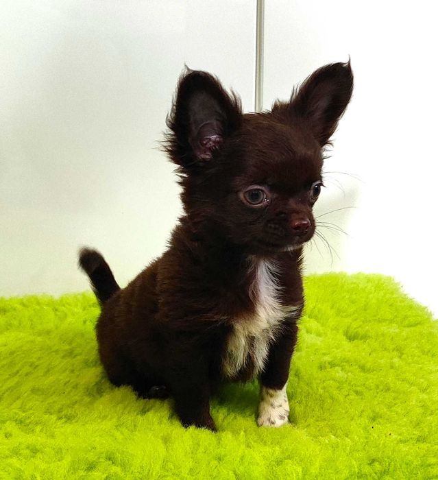 Chihuahua piesek suczka szczeniak ZKwP FCI czekoladowy mini