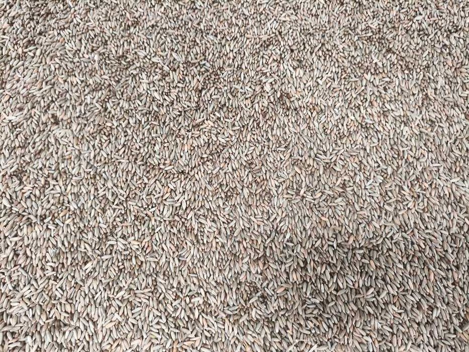 Sprzedam żyto 25 t 2025