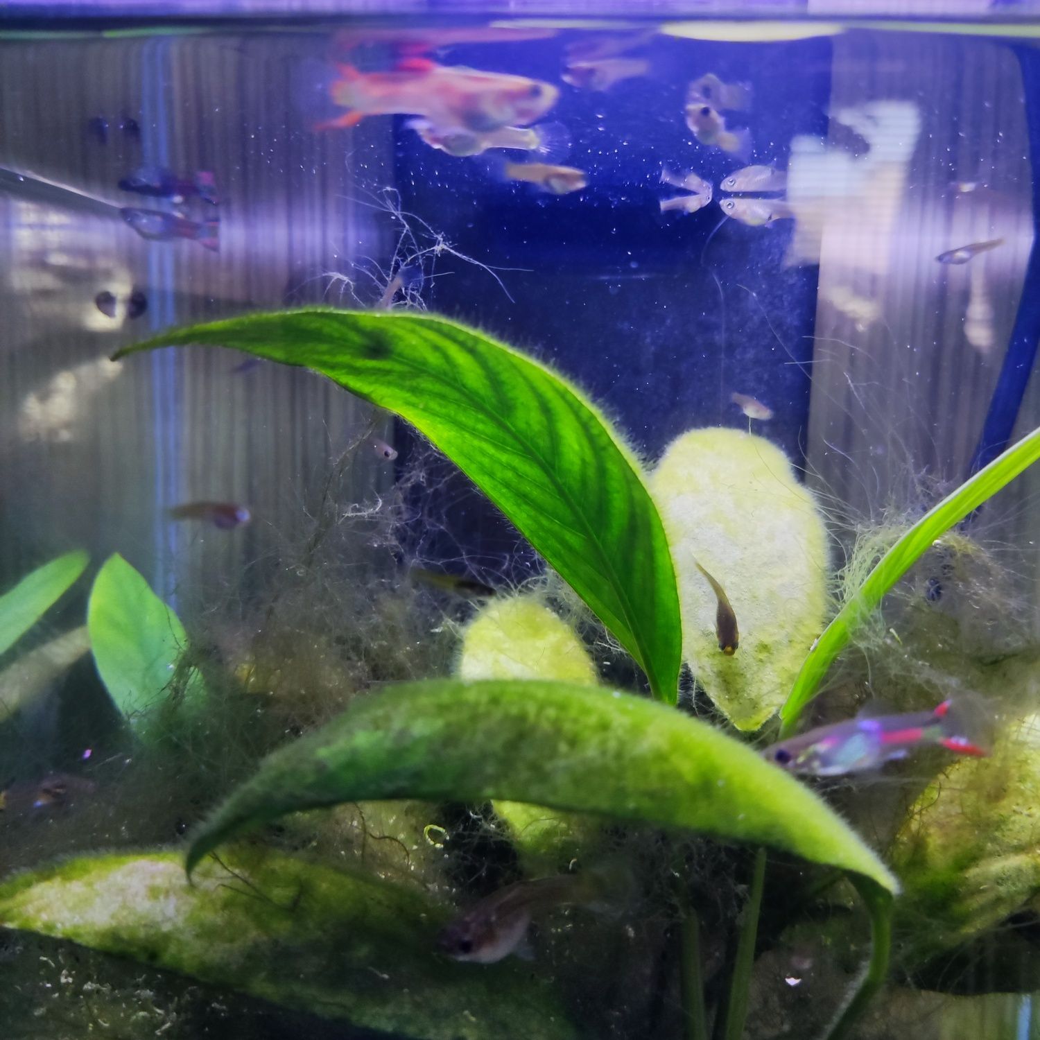 Gupiki Endlera ( Endlerki )- Piękne Rybki Akwariowe