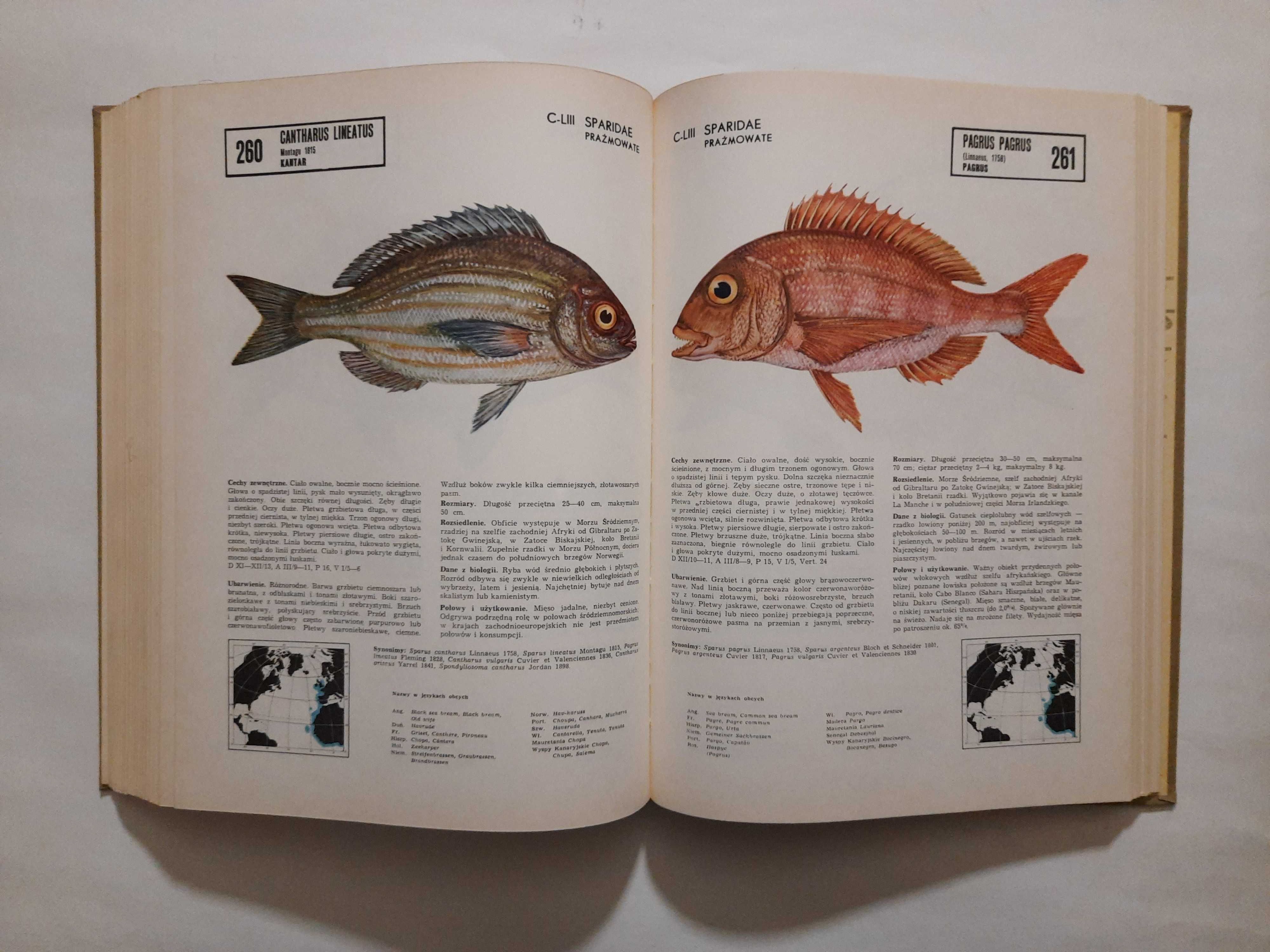 Atlas ryb północnego Atlantyku-A.Klimaj, S.Rutkowicz