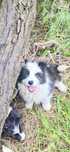Border collie suczka z rodowodem