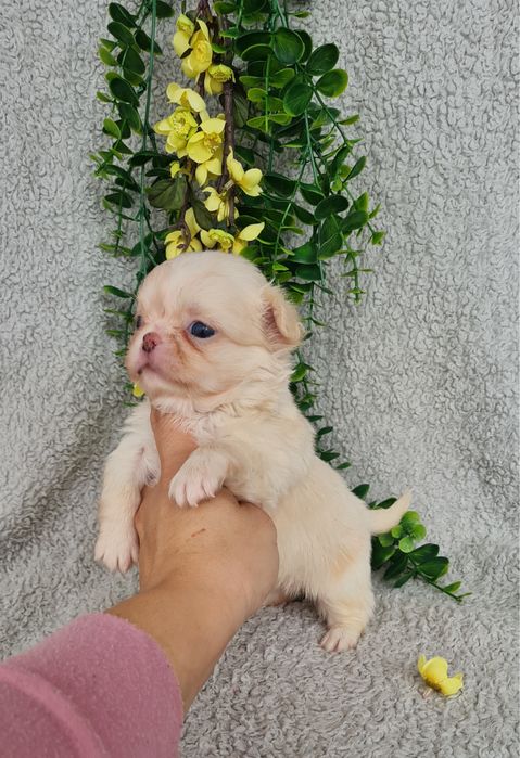 Excecional menina mini pelo longo Chihuahua/Chiuaua LinhagemRussa