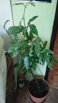 Passiflora edulis f. flavicarpa (marakuja)