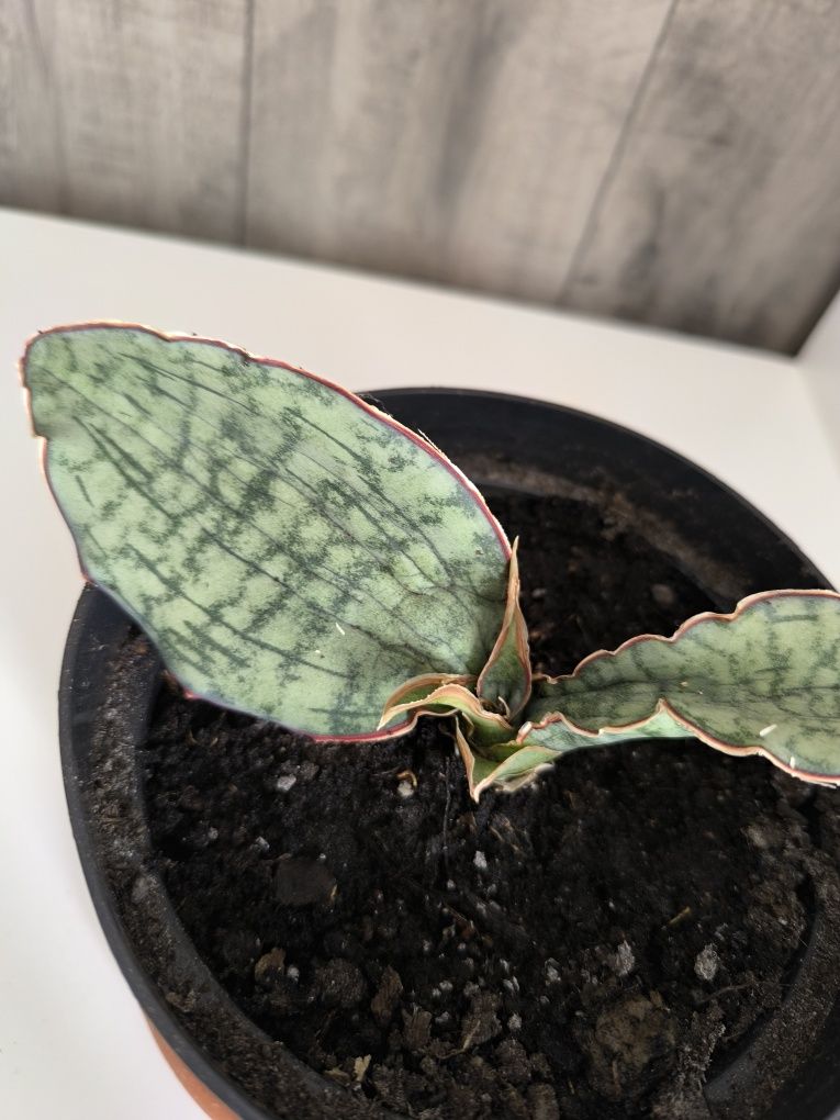 Sansevieria kirkii
