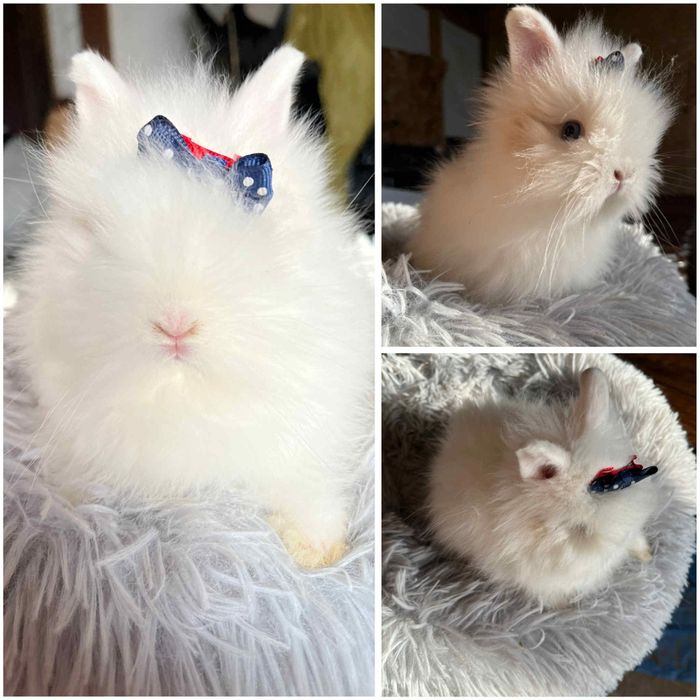 Karzełki Teddy Mini