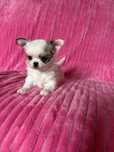 Chihuahua piękna  mini sunia Jelena