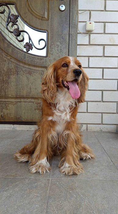 В'язка англійського кокер-спаніеля