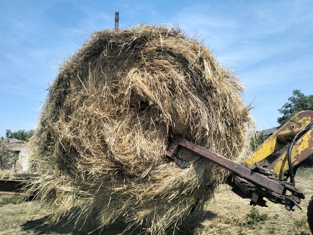 Сіно лугове цьогорічне