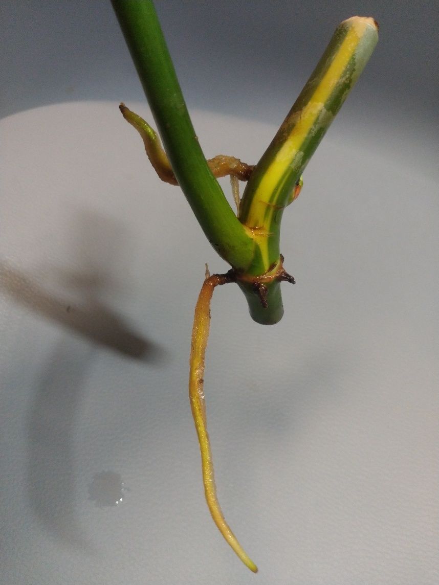 Philodendron Golden Dragon Variegata
