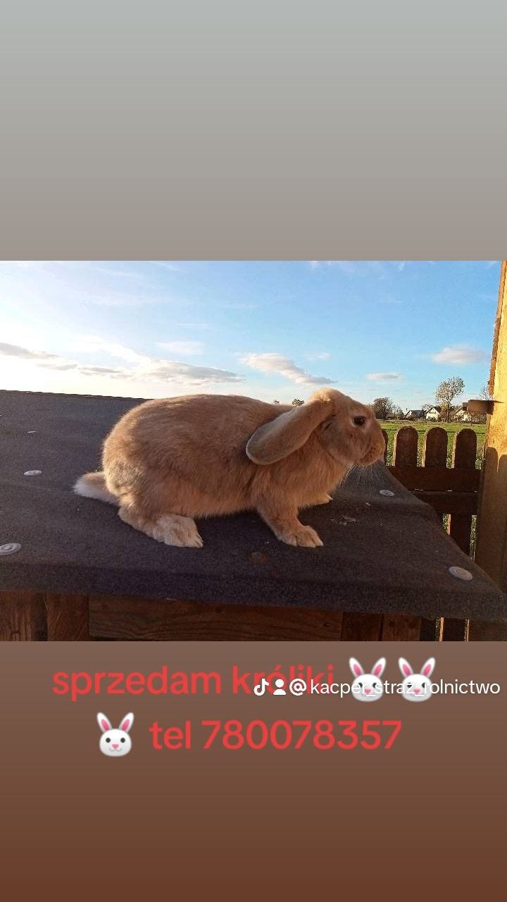 Sprzedam Króliki mięsne