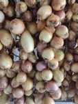 Vendo cebolas a 1,50€