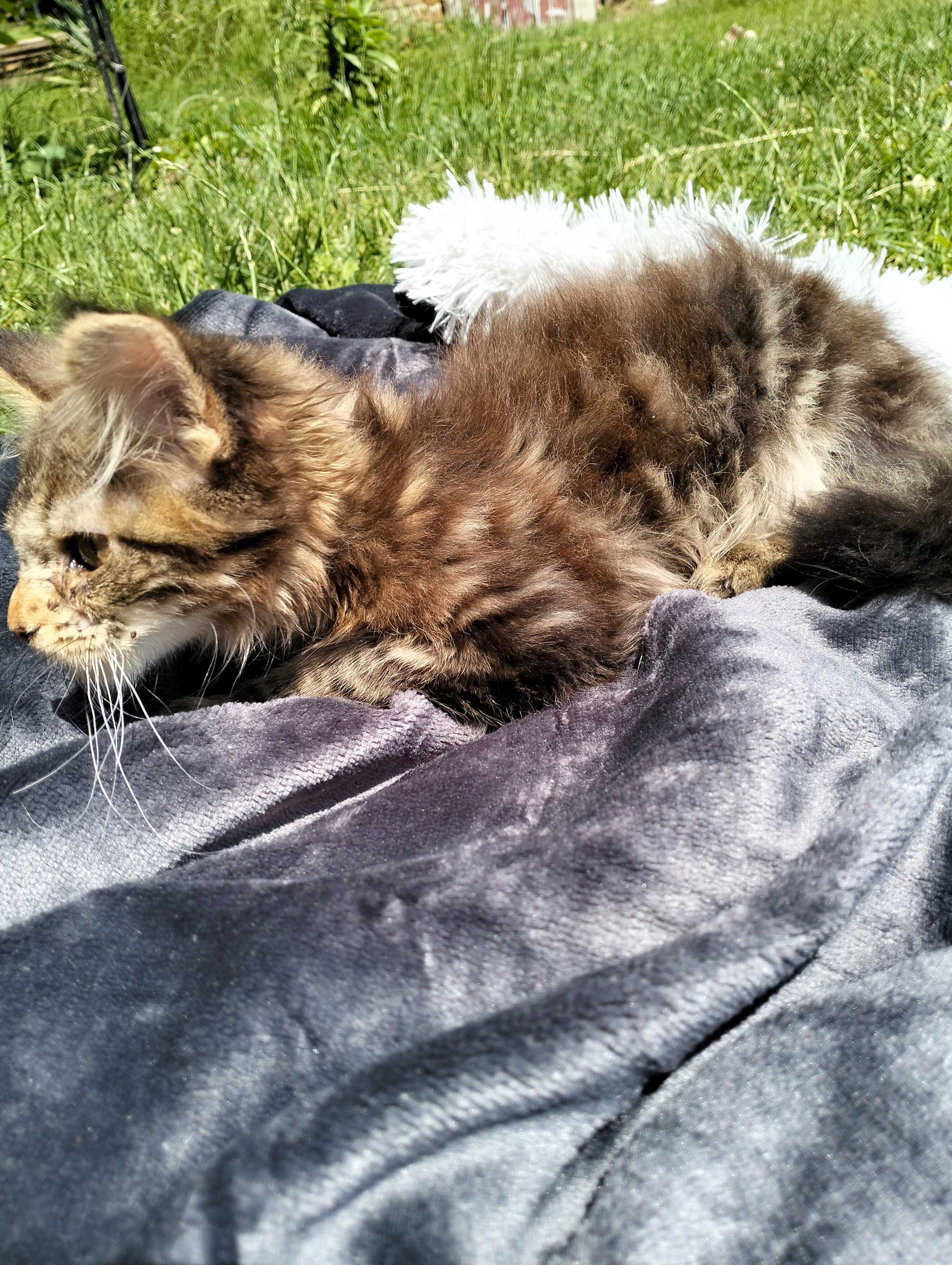 Śliczna kotka Maine coon
