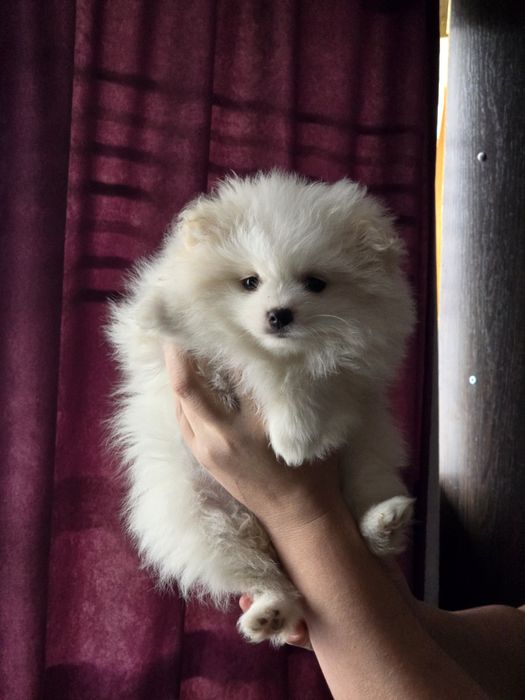 Продаю чистокровних цуценят померанського шпіца  хлопчика та дівчинку