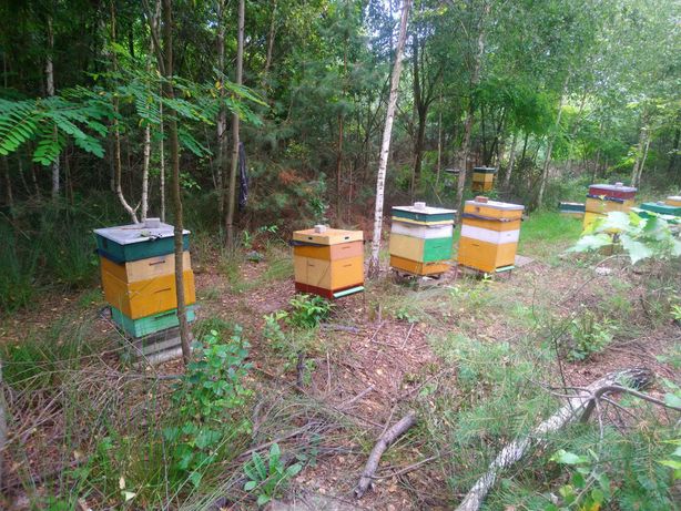 odkłady pszczele