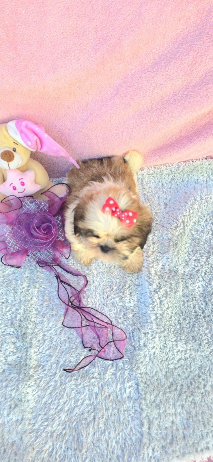 Shih-tzus excelente exemplar