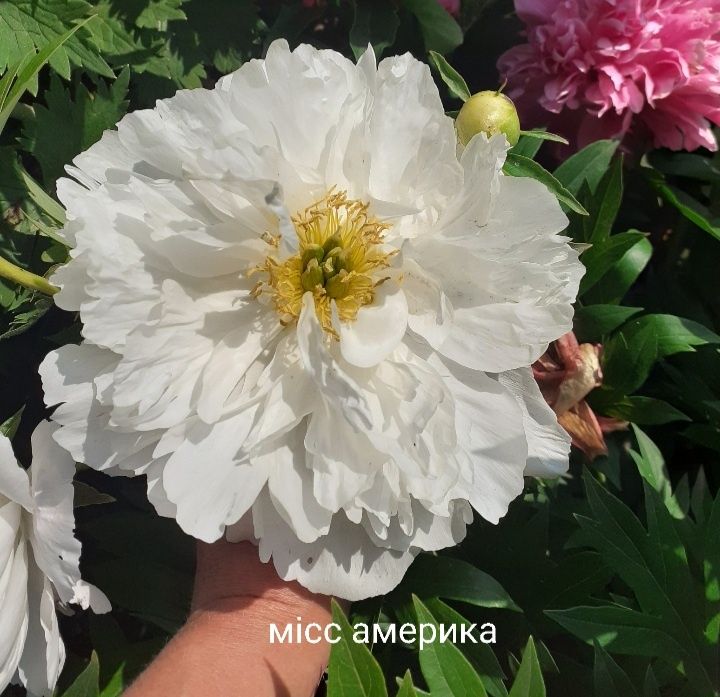 Продам свої піони