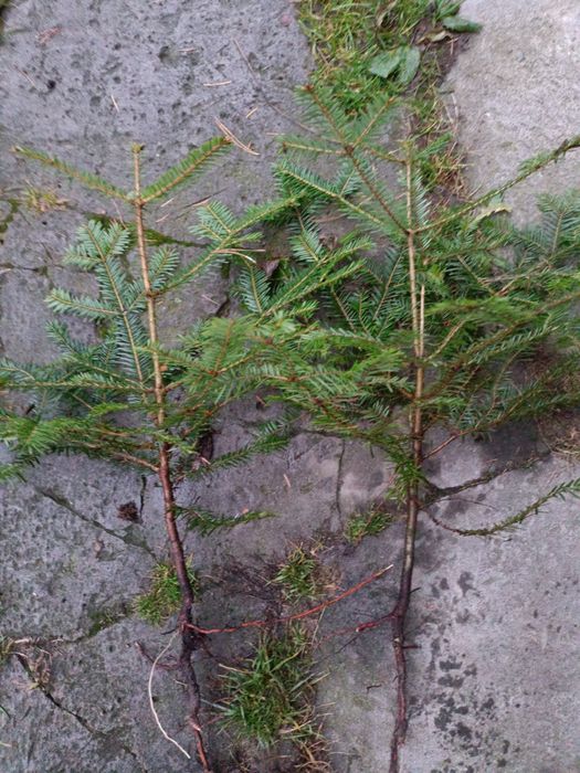 Jodła pospoliita sadzonki