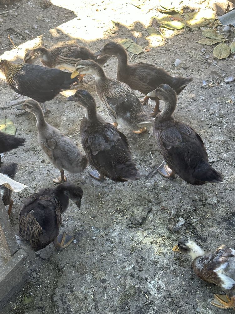 Patos rouen 1 mes