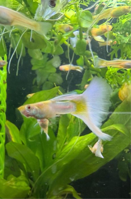 Gupiki White Platinum. PARA