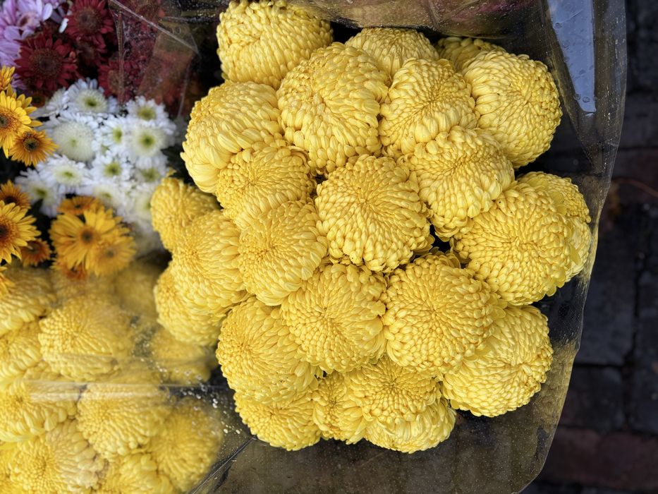 Chryzantemy chryzantemy