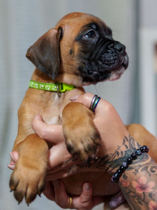 Bokser pies rodowód boxer