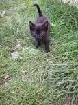 Котенятко, хлопчик. В добрі руки.