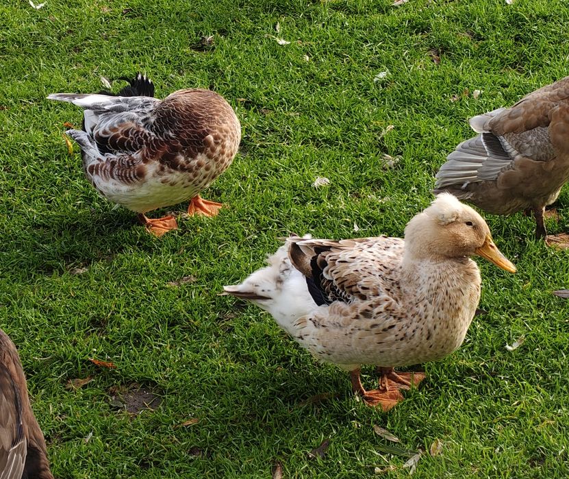 Kaczki staropolskie para