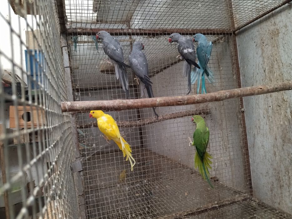 Ring neck várias cores