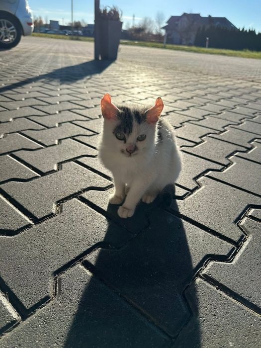 Oddam kotki w dobre rece