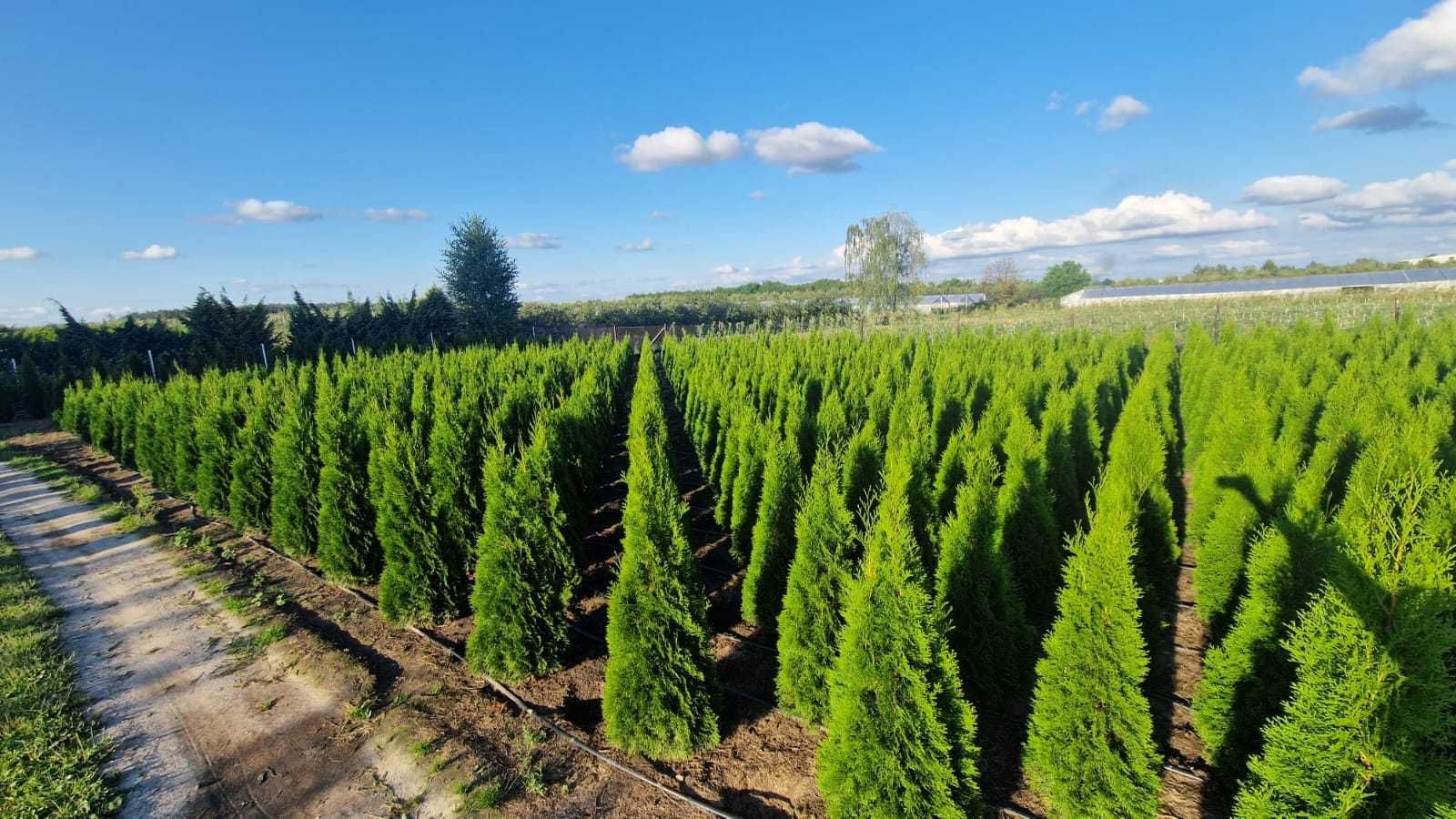 Thuja Smaragd Tuja Szmaragd 180-200 cm KOŃCÓWKI MATERIAŁU-PRODUCENT