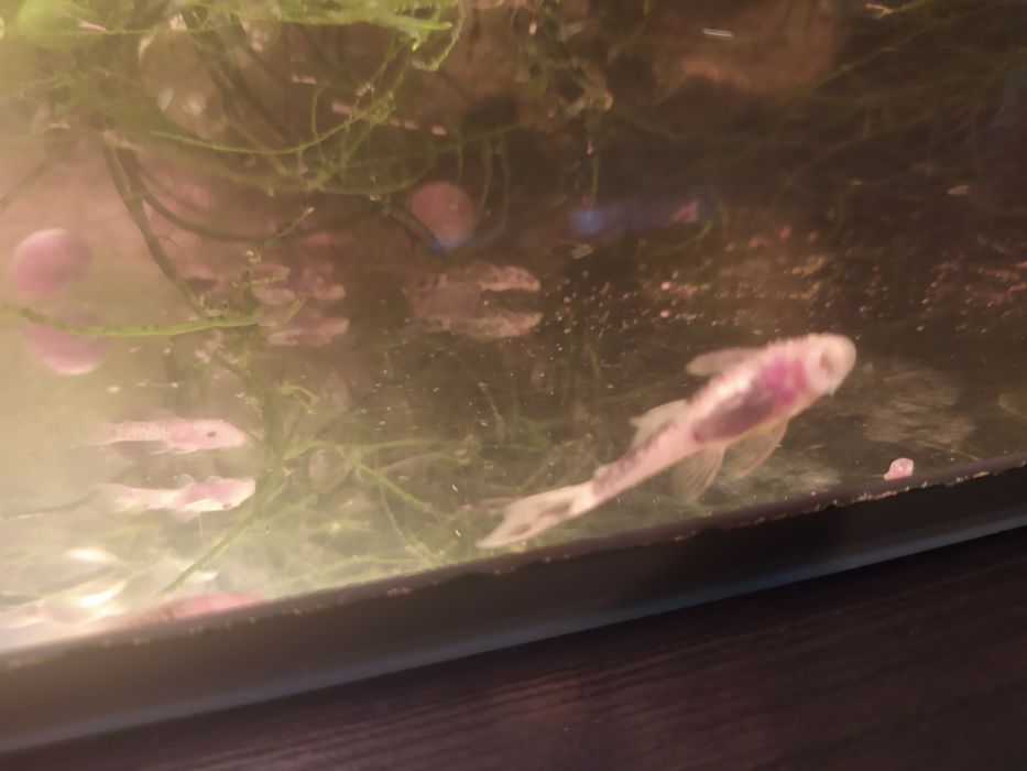 Glonojady calico ok 4-6cm