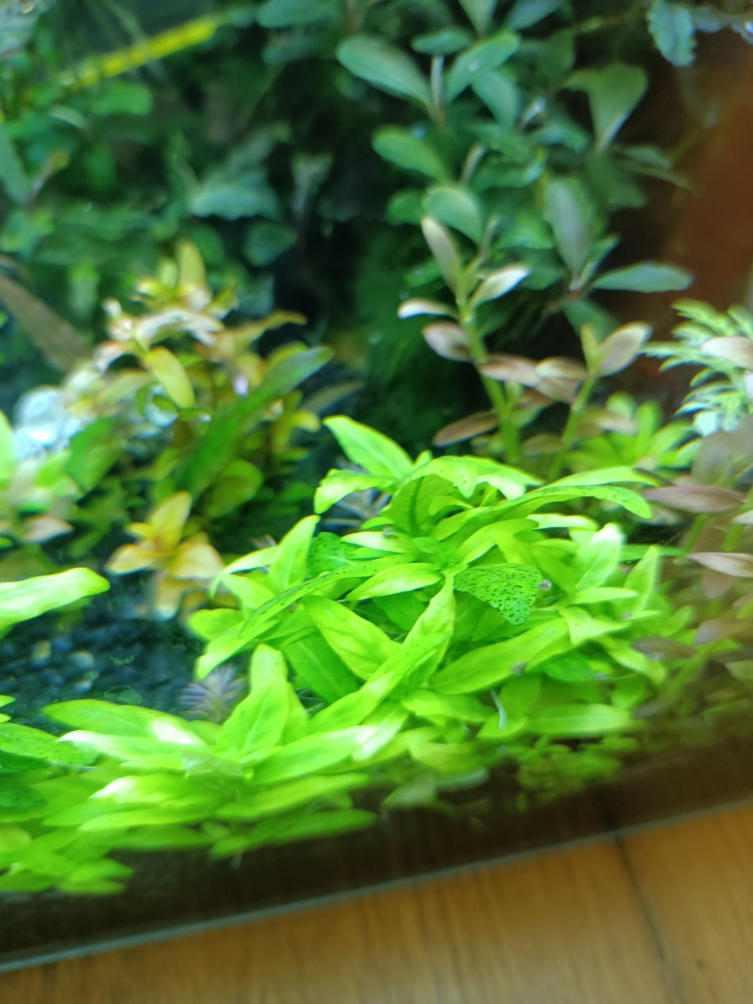 Ludwigia mini super