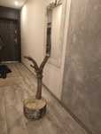 Drapak dla kota drewno polecam naturalny