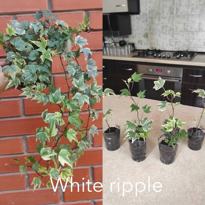 Плющ кімнатний та вуличний 12 сортів