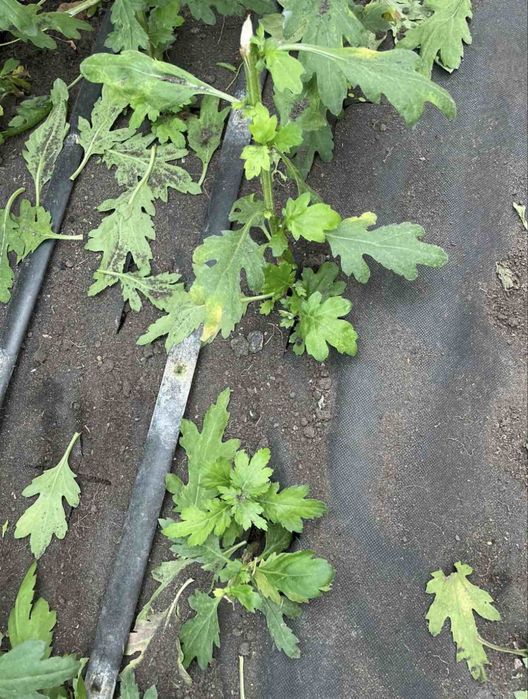 Хризантеми куші