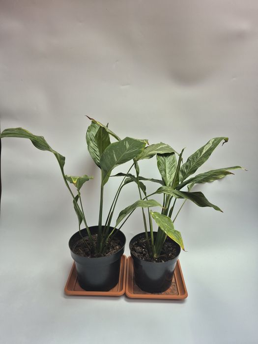 Skrzydłokwiat variegata