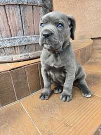 Cane Corso Italiano szczeniak