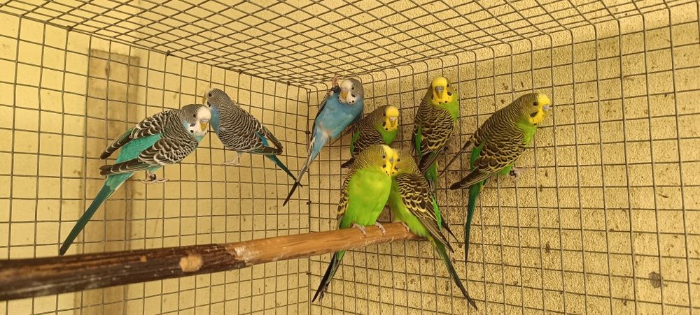 Periquitos clássicos