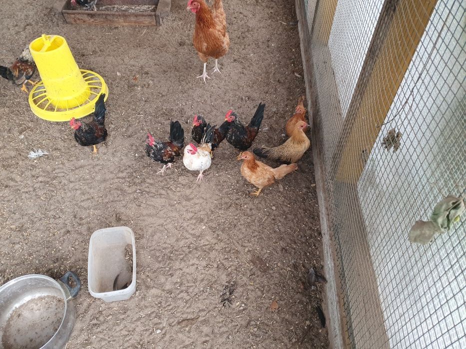 Koguty kogutki  liliputy cwergi