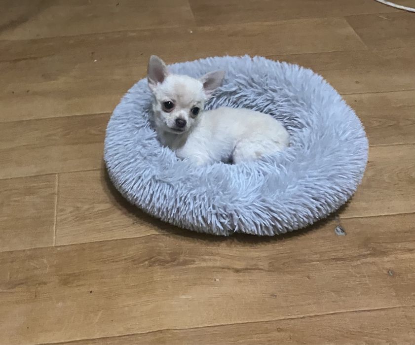 Чихуахуа мальчик