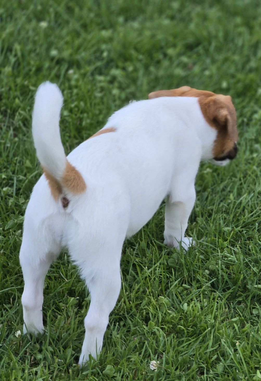 Jack Russell Terierr sunia