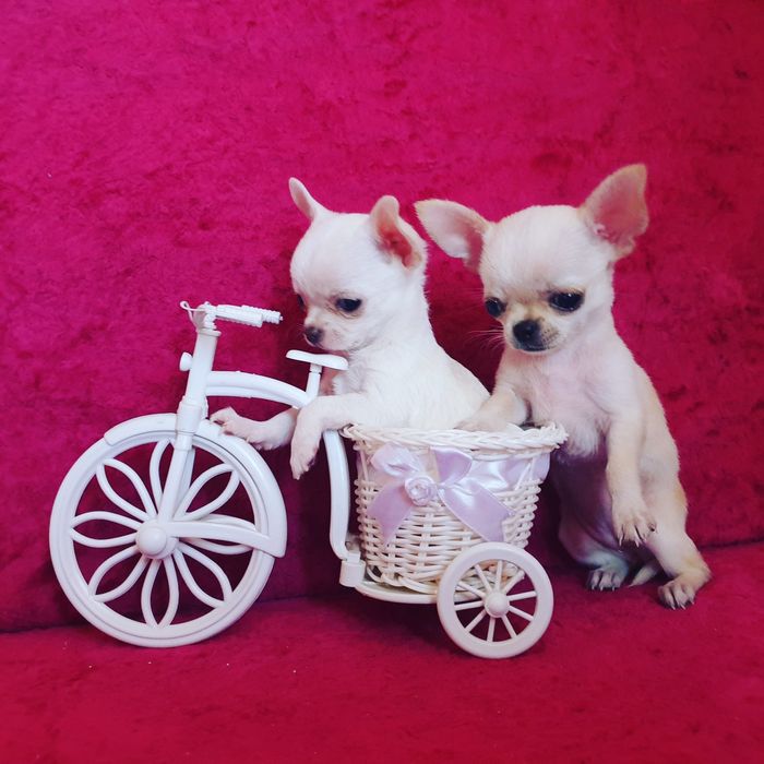 Приглашаем на вязку мини чихуахуа