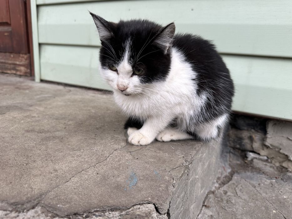 Відам безкоштовно кошенят шотландської кішки